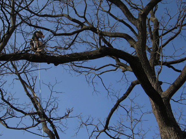 climbing tree