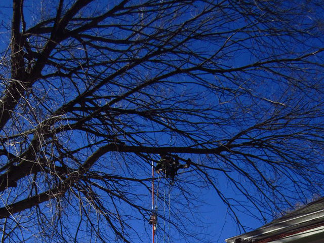 tree next to house