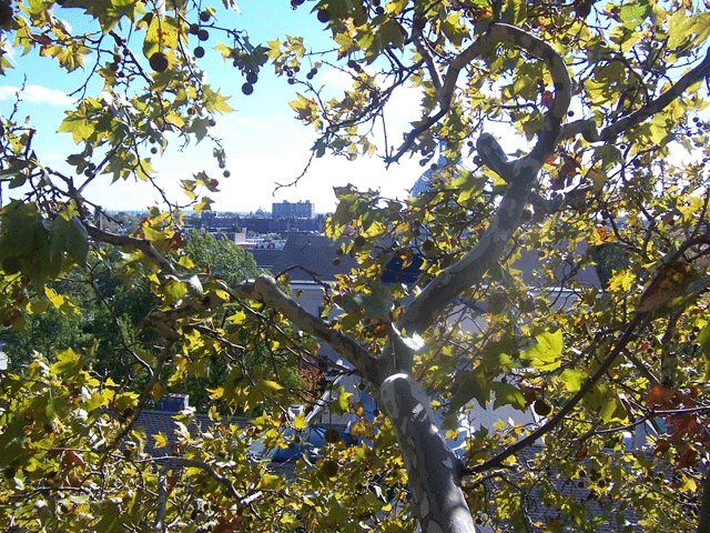 view from tree